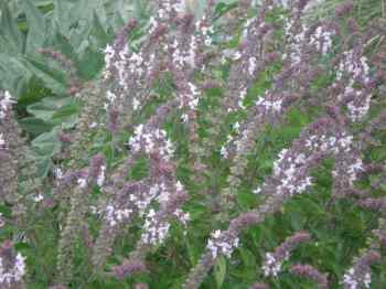 Holy Basil flowers